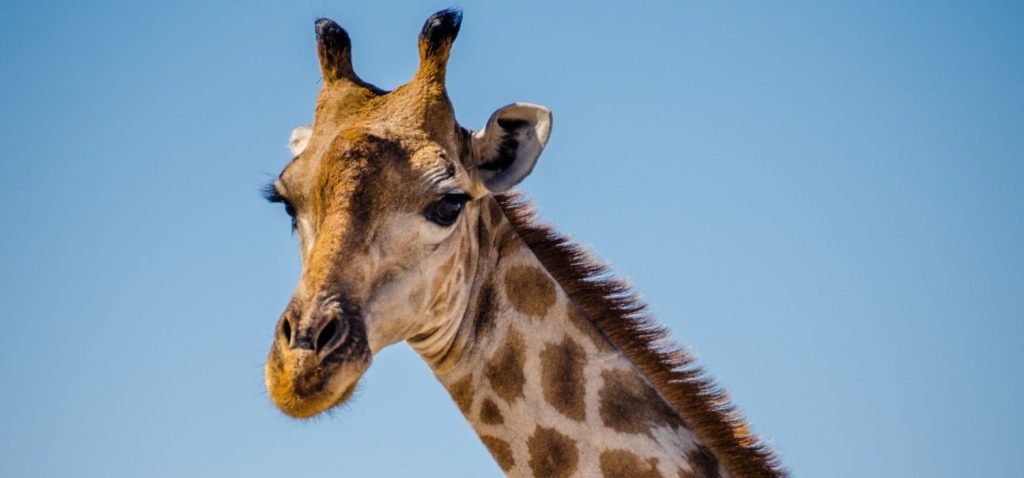 linguaggio giraffa